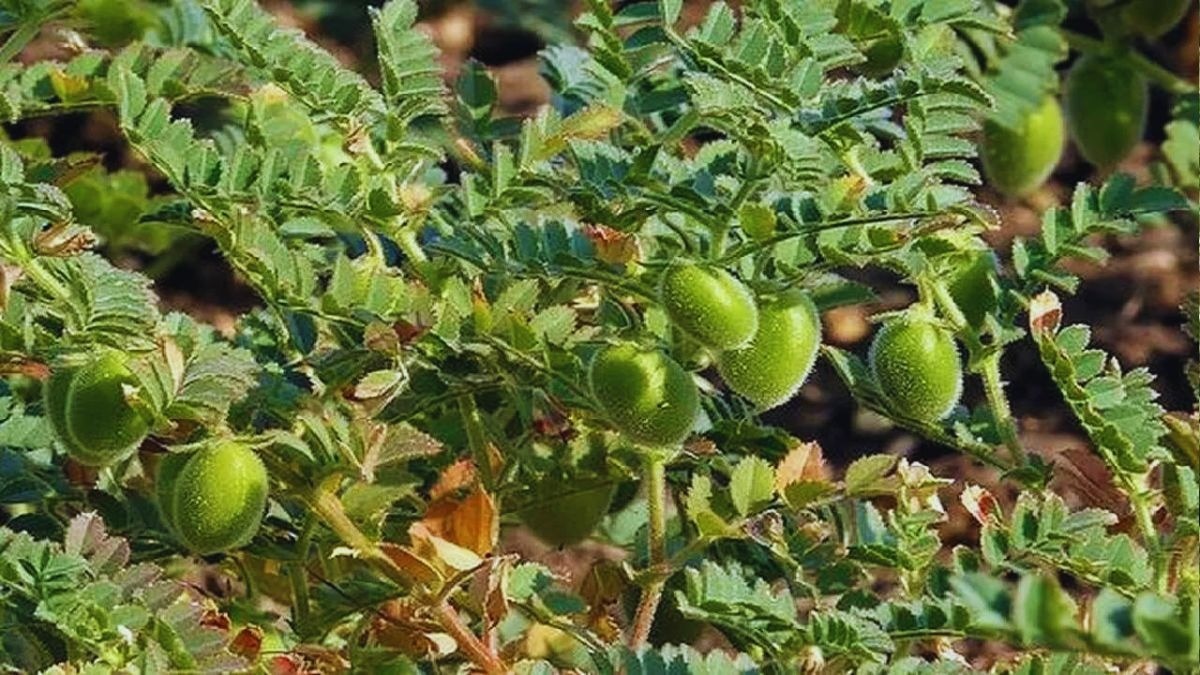 कम पानी में करें चने की खेती, राइजोबियम से मिट्टी की उर्वरता बढ़ाएं, पाएं 20 क्विंटल उपज और लाखों का मुनाफा, जानिए पूरी प्रक्रिया और फायदा