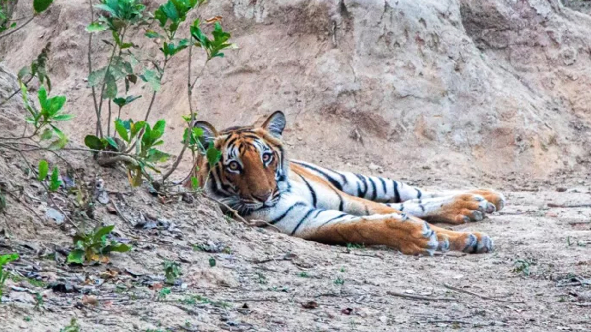 अमानगढ़ टाइगर रिजर्व के पास बाघों का आतंक: किसानों में दहशत, वन विभाग ने बढ़ाई गश्त