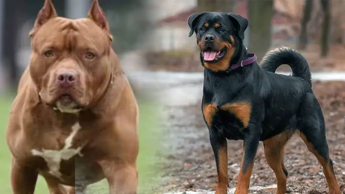 चंडीगढ़ में ‘डेंजर डॉग्स’ पर सख्त रोक: अब नहीं दिखेंगे पिटबुल-रोटविलर जैसे आक्रामक कुत्ते