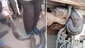 लखनऊ में चलते ट्रक में निकला विशाल अजगर, पुलिस और रेस्क्यू टीम ने बचाया