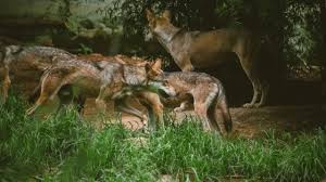 “बहराइच के बाद श्रावस्ती में भेड़िए की दहशत! – बकरियों पर हमला, गांवों में खौफ का माहौल