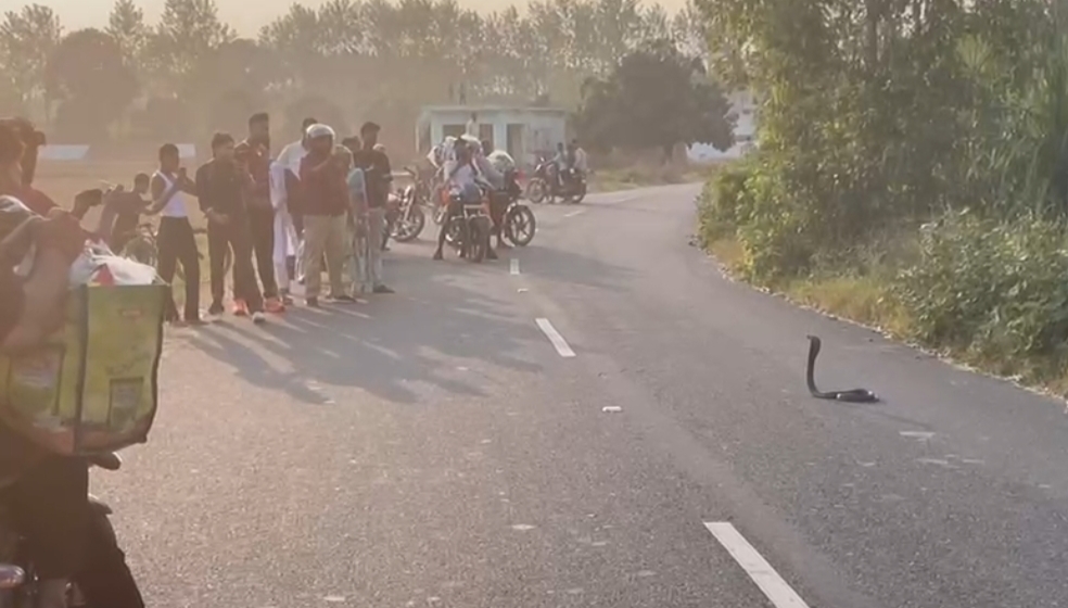 खतौली-फुलत मार्ग पर सड़क पर फन फैलाकर बैठा नाग, दहशत में राहगीर; घंटों यातायात रहा अवरुद्ध