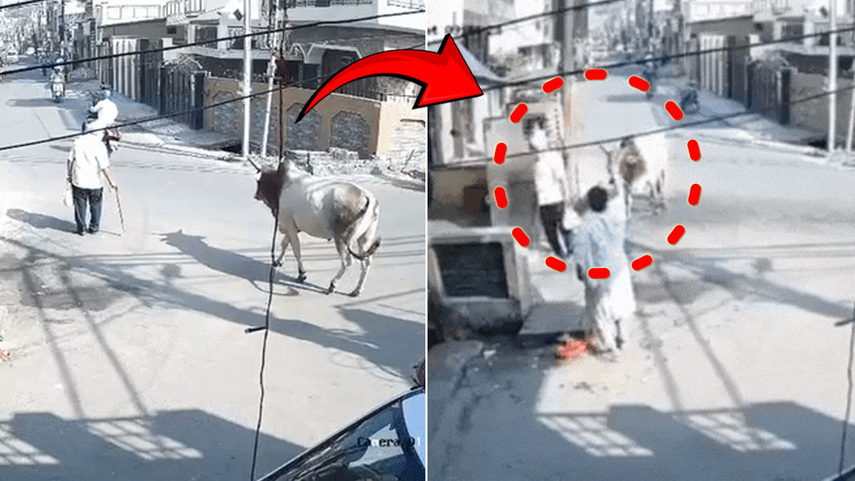 मुरादाबाद में सांड का कहर: बुजुर्ग को 5 फीट हवा में उछालकर पटका, इलाज के दौरान मौत; CCTV में कैद दर्दनाक मंजर