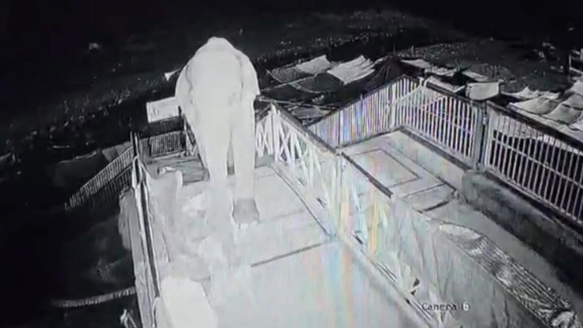हाथी ने रामनगर के गिरिजा मंदिर में मचाई हलचल, सीसीटीवी में कैद हुई रात की सैर