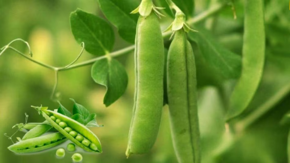 मटर की खेती 2025: ठंडी के मौसम में करें हरी मटर की खेती, पाएं लाखों का मुनाफा, जानिए पूरी प्रक्रिया और फायदा