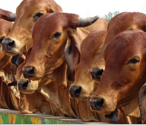 डेयरी सेक्टर को मिला बड़ा प्रोत्साहन, 947 करोड़ की परियोजनाओं का शुभारंभ