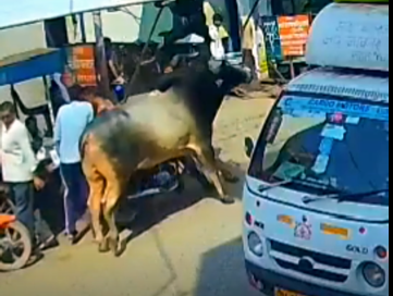 अलीगढ़ में सांड का कहर! दो की मौत, कई घायल, देखिए कैसे CCTV में कैद हुआ खूनी आतंक, प्रशासन अलर्ट