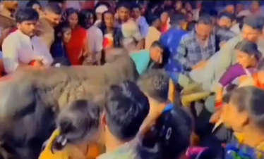 मथुरा राधाकुण्ड में अफरा तफरी! अहोई अष्टमी स्नान में घुसा सांड, बड़ा हादसा टला