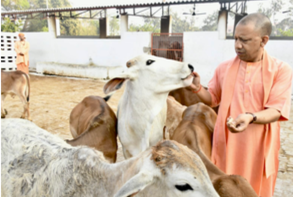 यूपी में 'काऊ टूरिज्म' की संभावनाएं तलाश करेगी योगी सरकार, ग्रामीण अर्थव्यवस्था को मिलेगी नई पहचान