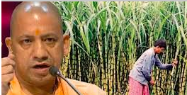 गन्ना मूल्य वृृद्धि पर भड़के मेरठ के किसान, बोनस की मांग तेज