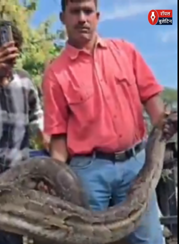 उत्तराखंड में 18 फीट लंबा और 175 किलो वजनी विशाल अजगर देख गांव में दहशत; वन विभाग ने सुरक्षित रेस्क्यू किया