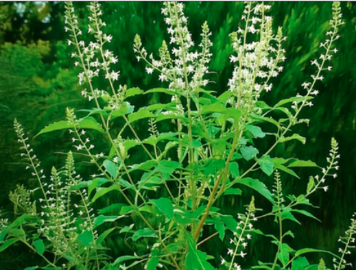 आयुर्वेद में निर्गुण्डी: सिर से पांव तक के स्वास्थ्य के लिए चमत्कारी पौधा