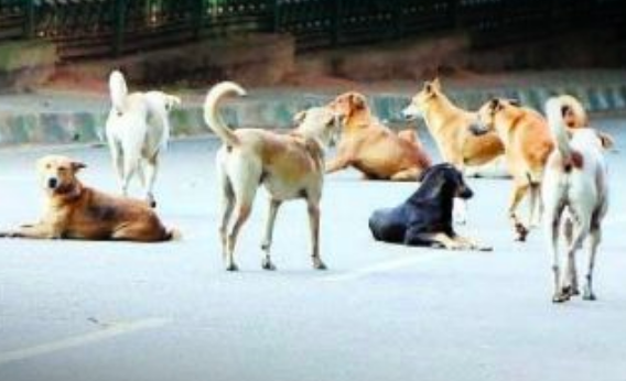 ग्रेटर नोएडा में आवारा कुत्तों का आतंक फिर बढ़ा, महागुन माइवुड्स सोसायटी में रेजिडेंट पर हमला