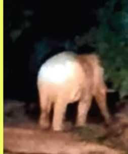 सहारनपुर में हाथियों के झुंड ने फसल बर्बाद की, किसानों की गन्ने की खेती तहस-नहस