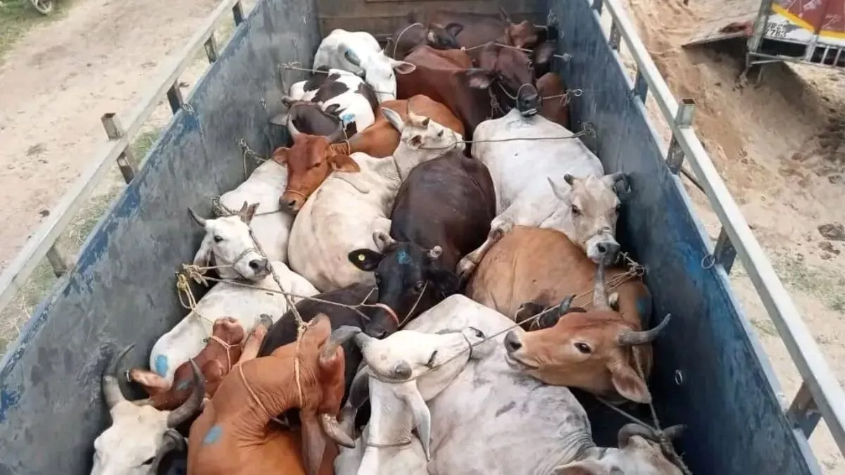 गोहत्या पर यूपी पुलिस का बड़ा प्रहार: 6 महीने में 30 गो-तस्कर मुठभेड़ में धराए, अब संपत्ति जब्त करने की तैयारी तेज