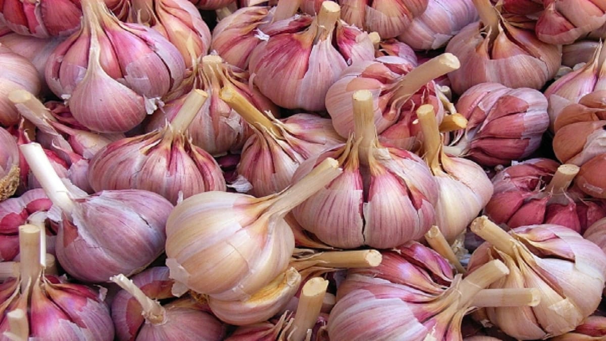 Garlic cultivation:अक्टूबर से नवंबर में करें बुवाई, कम खर्च में पाएं भरपूर उत्पादन और ऊंचे दामों पर लाखों की कमाई का सुनहरा अवसर