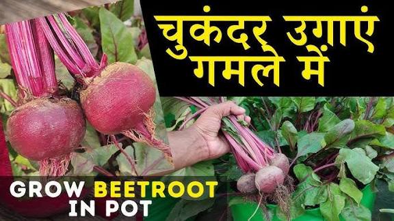 घर पर चुकंदर की खेती: गमले में आसान तरीका अपनाकर 2 से 3 महीने में पाएं ताजा और हेल्दी सलाद