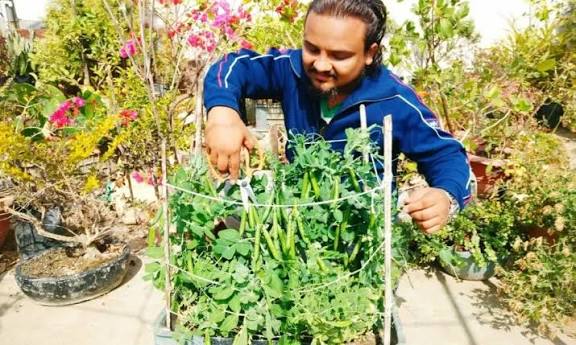 घर पर गमले में उगाएं देसी मटर, सिर्फ 40 दिन में खिलेंगी हरी-हरी फलियाँ और मिलेंगे ताजे स्वाद का मजा