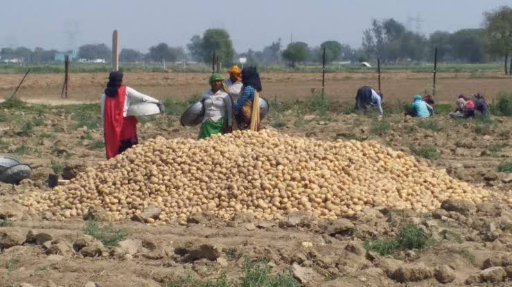 बड़ी राहत अब यूपी के किसानों को ₹800 सस्ते में मिलेंगे आलू के बीज, घटेगी खेती की लागत और बढ़ेगा मुनाफा