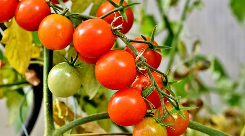 छत्तीसगढ़ के किसानों की नई पहचान: इस खास टमाटर खेती से हो रही है 60 टन तक पैदावार और लाखों का मुनाफा