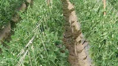 इस अक्टूबर-नवंबर में लगाइए ये दो फसलें और कमाइए ₹50,000 से ₹1 लाख तक का मुनाफा