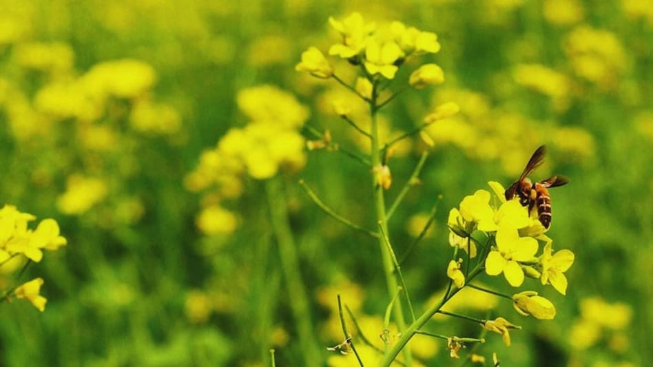 Mustard Farming: पूसा गोल्ड सरसों की खेती से किसानों की बल्ले-बल्ले, अक्टूबर में करें बुवाई और पाएं लाखों की कमाई