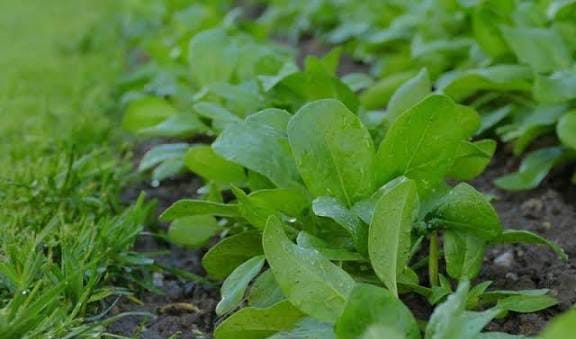 कम लागत में ज्यादा मुनाफा देने वाली फसल, सर्दियों में बन गई किसानों की पहली पसंद, जानिए कैसे करें खेती और लाखों कमाएं