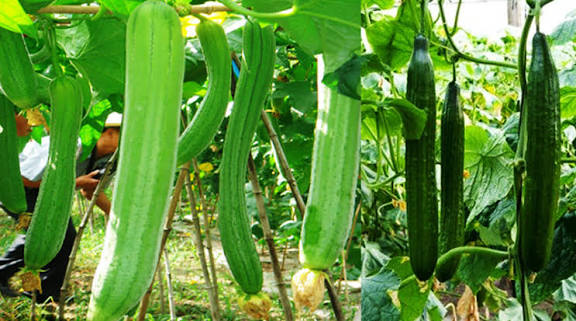 कम जमीन से लाखों की कमाई, सिर्फ 50 डेसिमल में तैयार होने वाली सब्जी बनी किसानों की कमाई का नया जरिया, जानिए खेती की पूरी जानकारी