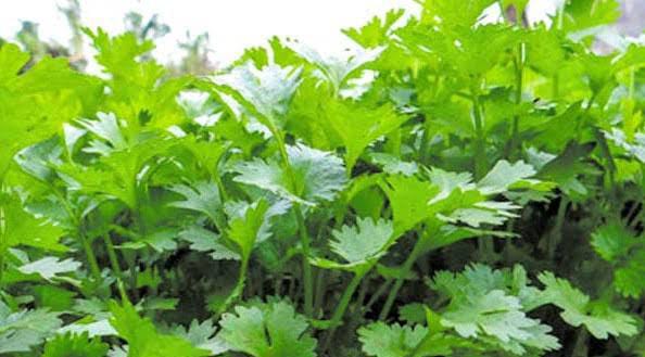 धनिया की खेती से करें लाखों की कमाई, ठंड के मौसम में ऐसे तैयार करें हरा सोना, जाने पूरी प्रक्रिया और मुनाफे का राज