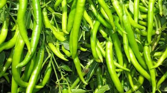 हरी मिर्च की खेती से कमाएं तगड़ा मुनाफा, नवंबर में लगाएं ये हरी फसल जो देती है ₹70 किलो तक का भाव