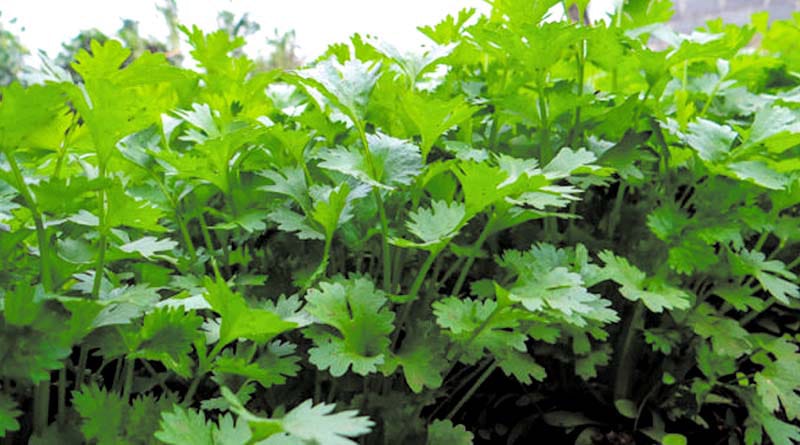ठंडी के मौसम में करें यह पत्तेदार खेती और कमाएं बंपर मुनाफा, बीज और पत्तियों दोनों से होगी डबल कमाई