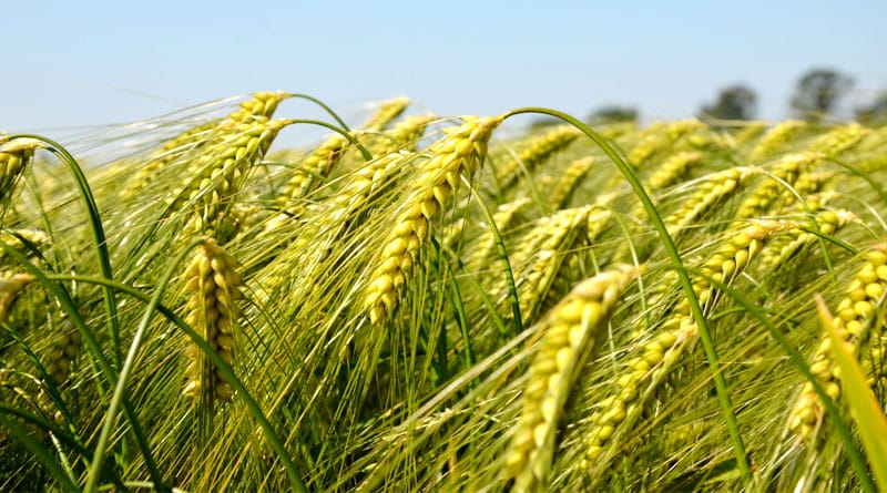 कम पानी में रिकॉर्ड तोड़ पैदावार देगी गेहूं की ये नई वैरायटी, समय पर करें बुवाई तो मंडी में लग जाएगी खरीदारों की लाइन