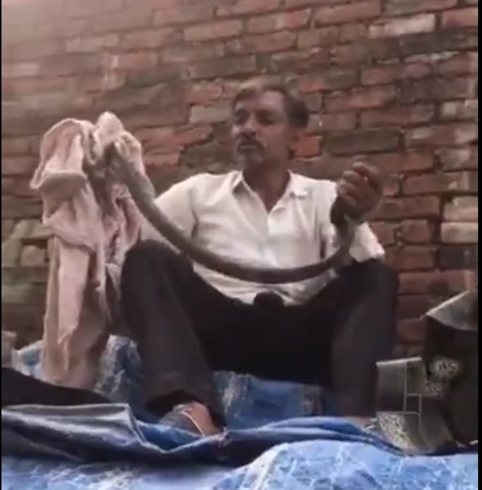 सहारनपुर में सांप बचाने गए किसान की सांप के काटने से मौत