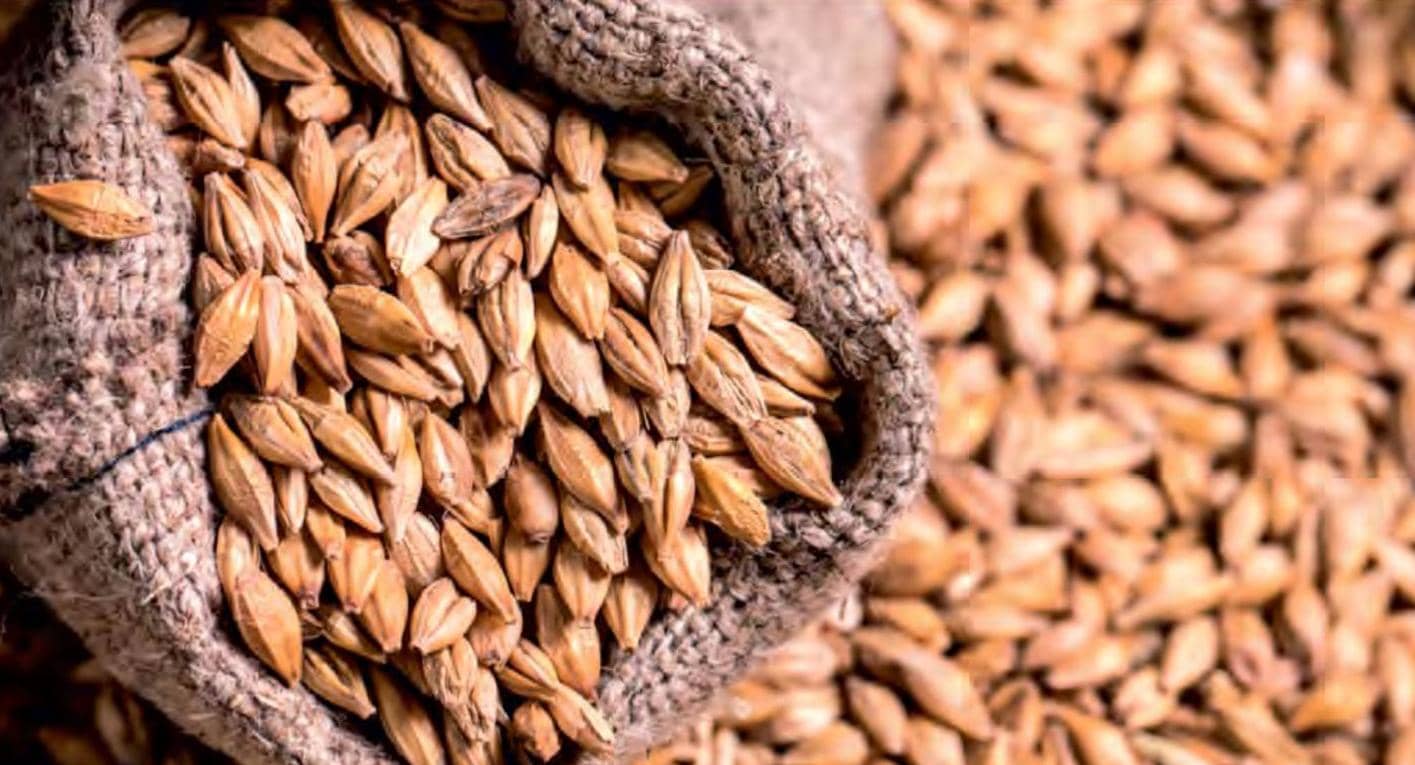 जौ की खेती से कम लागत में ज्यादा मुनाफा, जानिए क्यों तेजी से बढ़ रही है इस अनाज की डिमांड