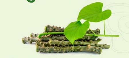 तीन दोषों को संतुलित करके कैंसर से भी लड़ने में सहायक है गिलोय, बढ़ाता है रोग प्रतिरोधक क्षमता 