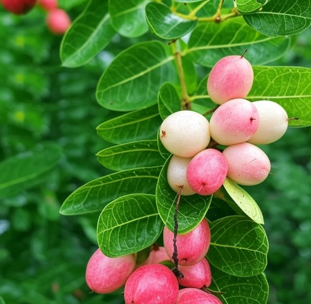 करोंदा: स्वादिष्ट और सेहतमंद फल, आपके स्वास्थ्य के लिए फायदेमंद