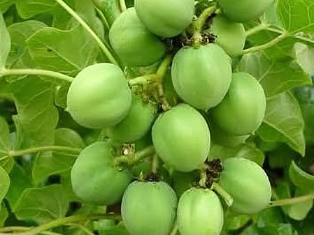 रतनजोत: बाल झड़ने और स्किन समस्याओं का आयुर्वेदिक इलाज, सौंदर्य बढ़ाने में बेहतरीन