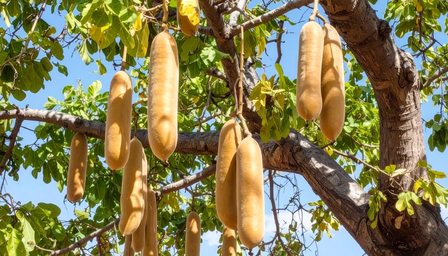 औषधीय गुणों से भरपूर है बालम खीरा, फल से लेकर तने तक सब फायदेमंद