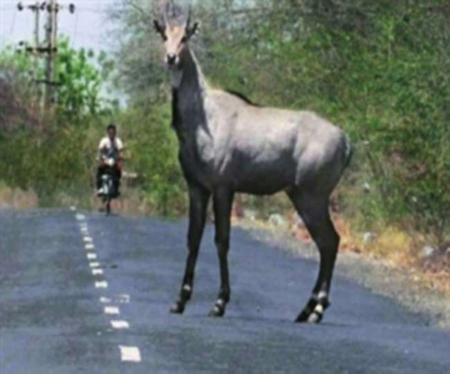 मुजफ्फरनगर में बिरालसी के पास दर्दनाक हादसा, सड़क पार कर रही नील गाय से टकराकर स्कूटी सवार की मौत
