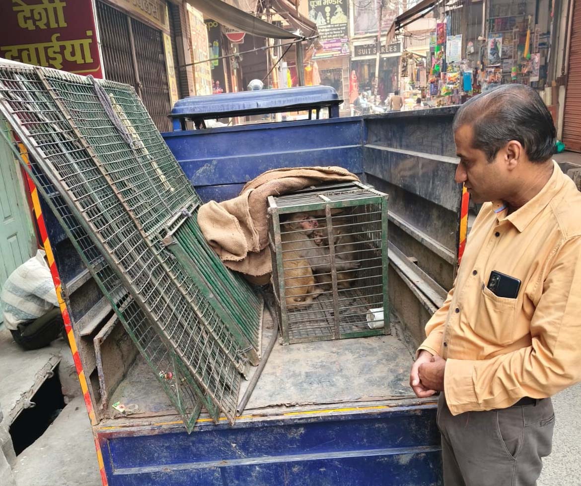 शामली: बंदरों के आतंक से परेशान मोल्लेवासियों को सभासद ने दिलाई राहत, 5 बंदर पकड़े गए