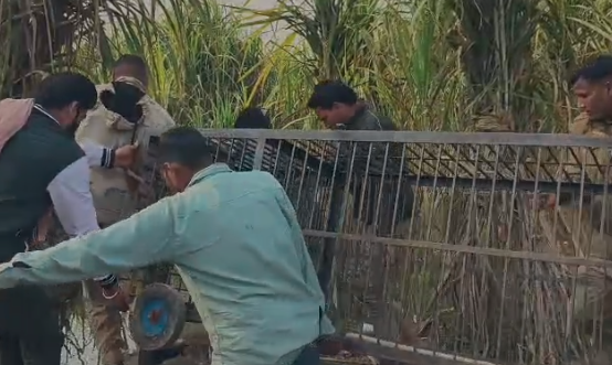 मुजफ्फरनगर में तेंदुए का आतंक, खेतों में लगाए गए तीन पिंजरे—किसानों में दहशत