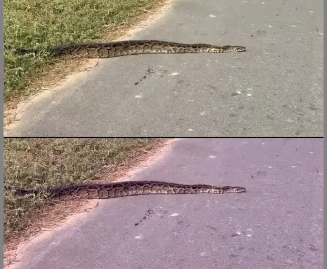 गौतमबुद्ध नगर के बिसाहड़ा गांव में 15 फीट का अजगर, वन विभाग ने सुरक्षित जोन में छोड़ा