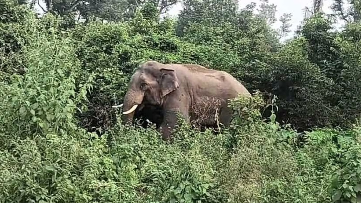 बिजनौर में आबादी के पास पहुंचा जंगली हाथी, पुराना कालागढ़ क्षेत्र में अफरा-तफरी; वन विभाग अलर्ट पर