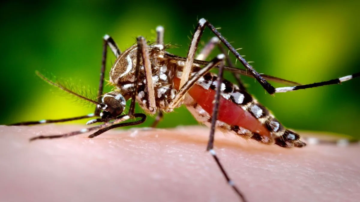 बदलते मौसम का बढ़ा खतरा: डेंगू, चिकनगुनिया और स्क्रब टायफस के बढ़ते मामलों से स्वास्थ्य विभाग अलर्ट पर