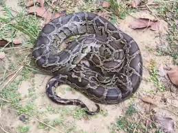 सितारगंज में दो विशाल अजगरों से मचा हड़कंप, वन विभाग की टीम ने दोनों को सुरक्षित पकड़ा