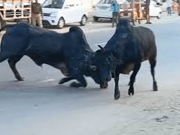 पीलीभीत LIVE: शहर के बीच सड़क पर दो सांडों की जबरदस्त भिड़ंत, ट्रैफिक ठप