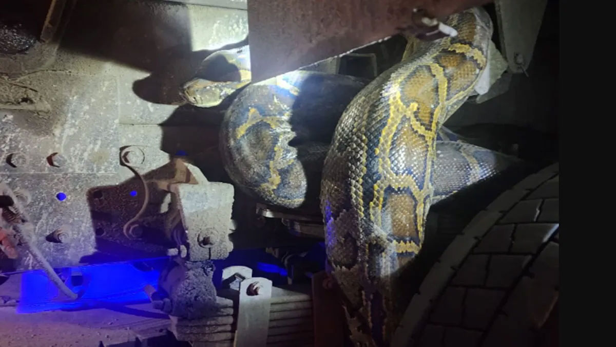 हाईवे पर 'डंपर का मेहमान' बना 15 फीट का विशालकाय अजगर, आधे घंटे तक ट्रैफिक ठप, रेस्क्यू टीम ने बचाई जान