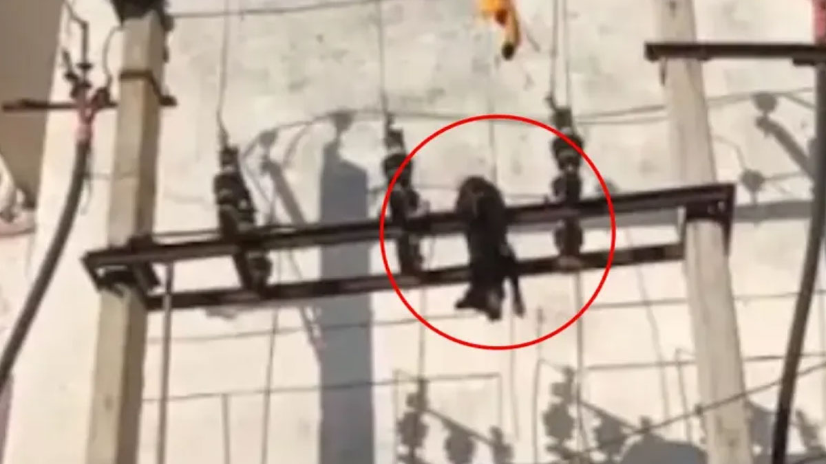 जयपुर में हैवानियत की चरम सीमा: युवक ने पालतू कुत्ते को ट्रांसफार्मर पर फेंककर मार डाला, इलाके में उबाल