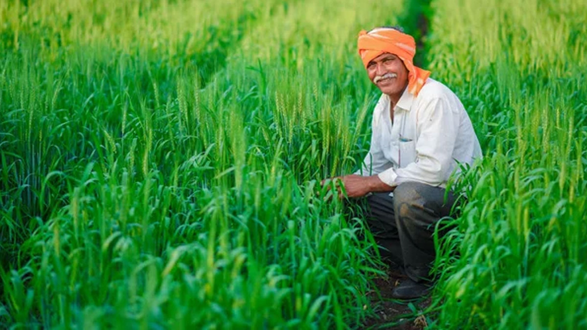 मुरादाबाद के किसानों के लिए बड़ी सौगात: गेहूं, सरसों और दलहनी फसलों के बीज अनुदान पर उपलब्ध, मिनी किट भी मुफ्त