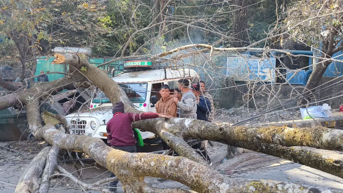 नैनीताल में तेज हवा ने गिराया विशाल पेड़, तीन वाहन क्षतिग्रस्त, बिजली और यातायात बाधित, वन विभाग और अग्निशमन दल ने तुरंत किया राहत कार्य